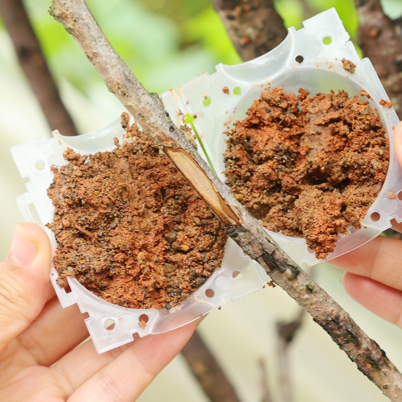 再利用可能な植物発根ボール接木ツール高圧植物根成長ボックス果 - Plant Parent のレビューと価格
