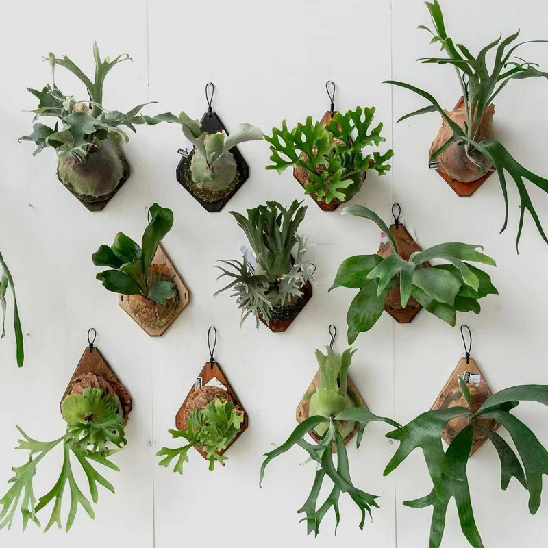 新しい木製スタッグホーンファーン壁掛けボード、デンドロビウム - Plant Parent のレビューと価格