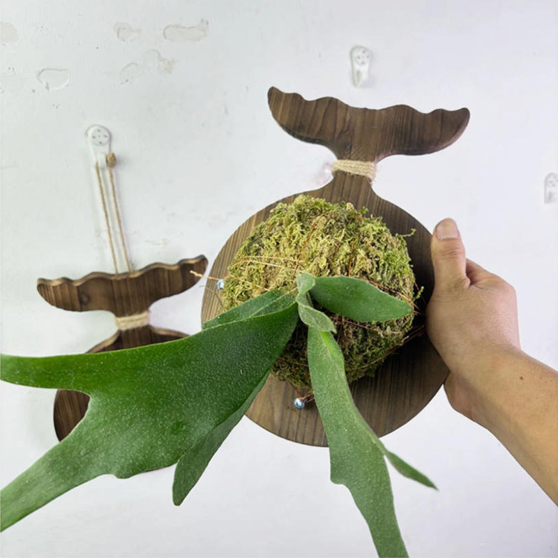 新しい木製スタッグホーンファーン壁掛けボード、デンドロビウム - Plant Parent のレビューと価格